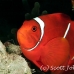 anemonefish_spinecheek_muck_h_0705_png2335.jpg